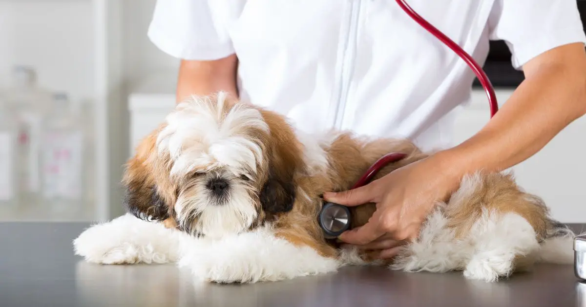 Breathing Problems and Brachycephalic Syndrome - Shih Tzu Health Issues