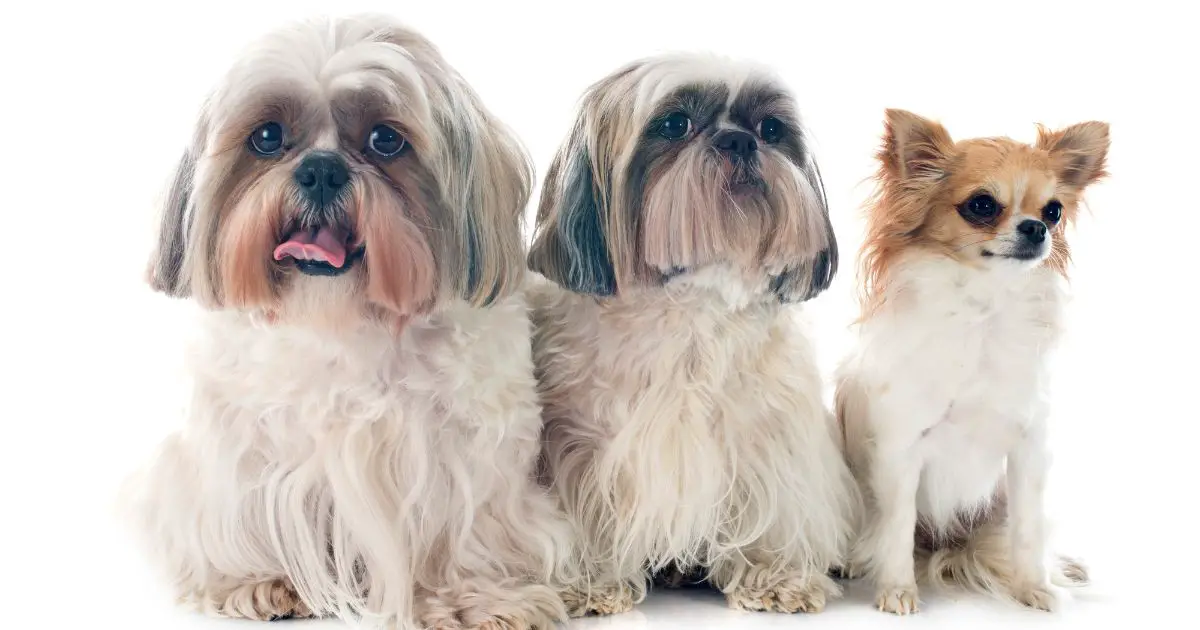 Breed Overview - Shih Tzu and Chihuahua Mix