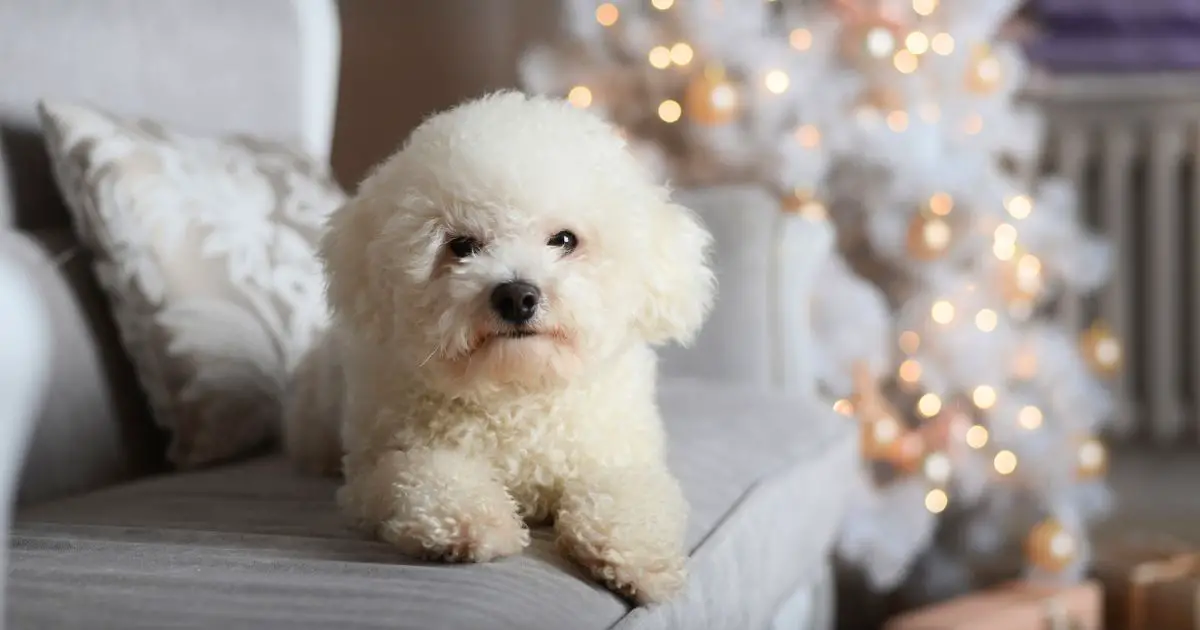 Can Bichon Frises Adapt Well to Apartment Living? Best Guide