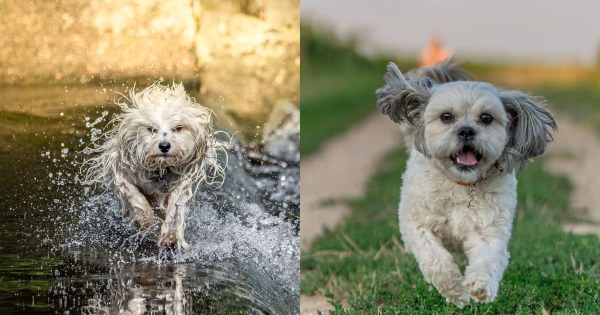 Care and Maintenance - Shih Tzu vs Havanese