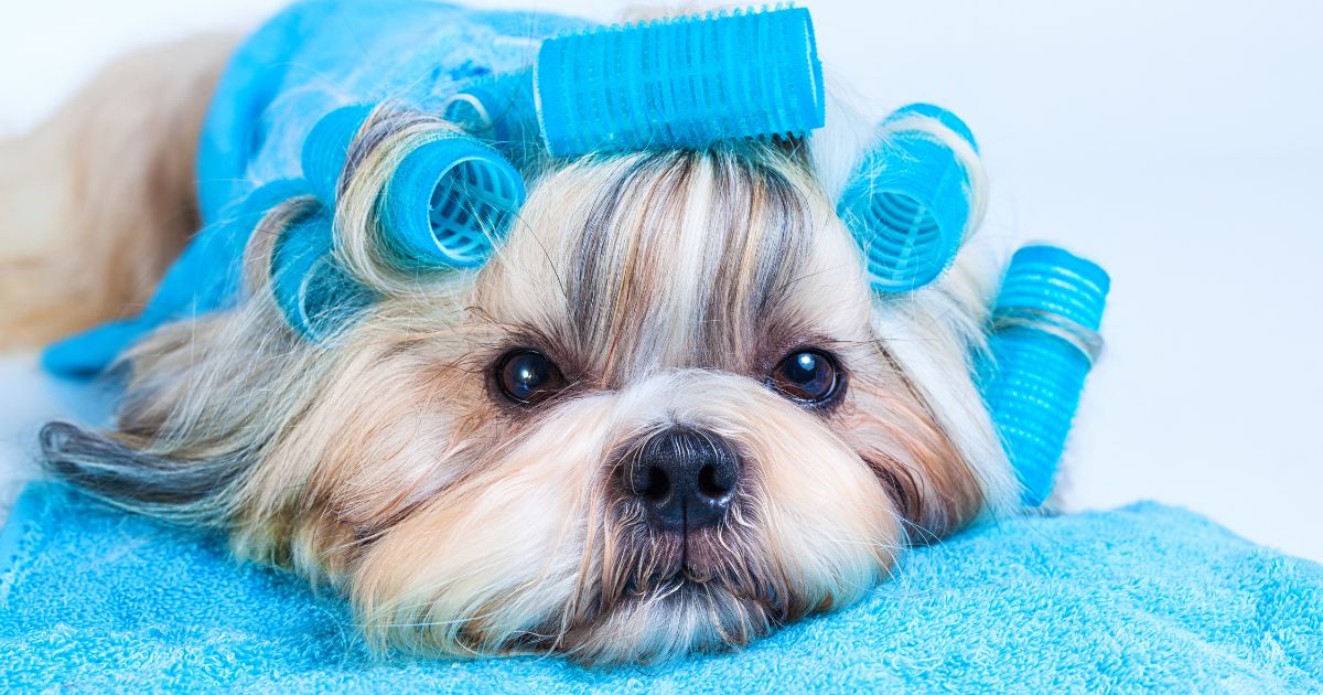 Caring for Your Shih Tzu's Hair - Shih Tzu Haircut