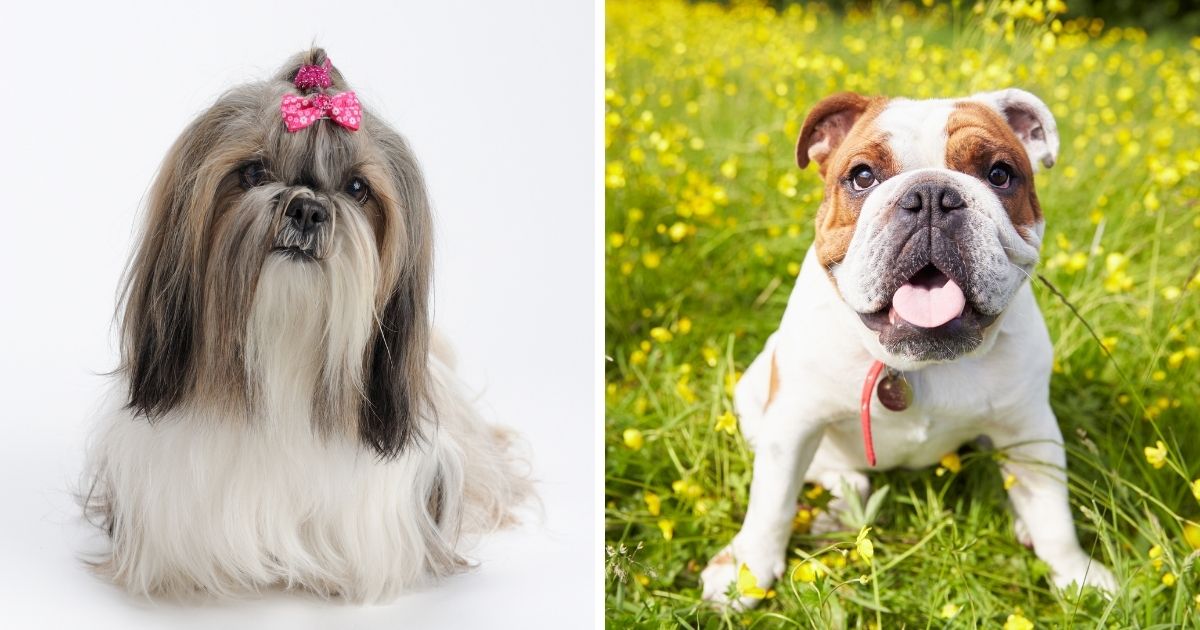 Choosing a Breeder - Shih Tzu Bulldog Mix