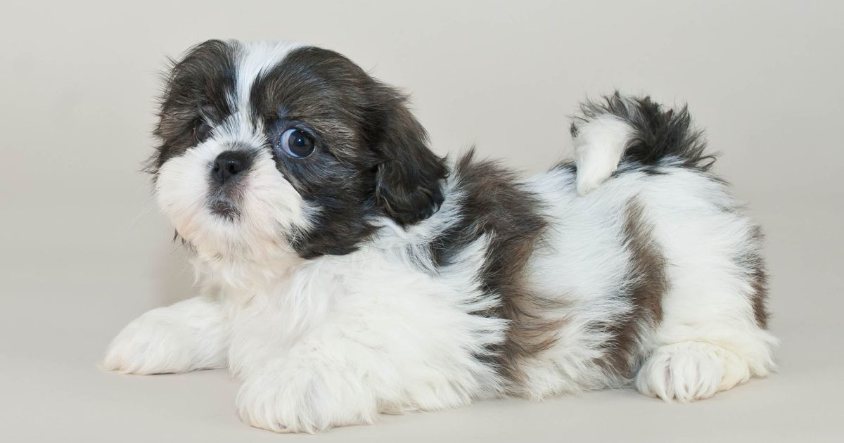 Choosing a Shih Tzu - Shih Tzu Weight