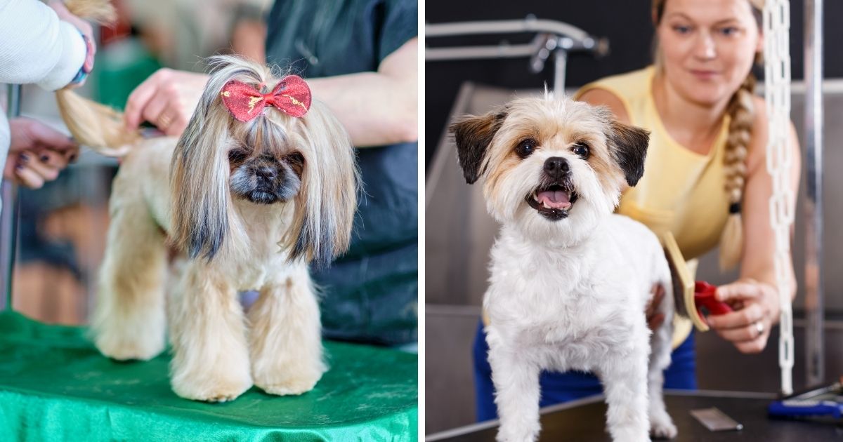 Coat and Grooming - Shih Tzu Havanese Mix