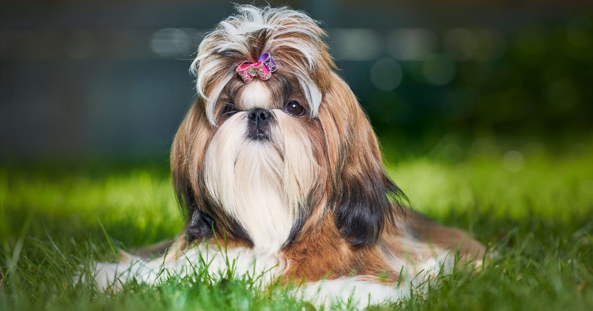 Common Shih Tzu Haircuts - Shih Tzu Long Hair