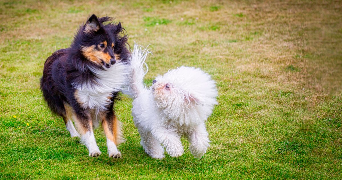 Comparing Bichon Frise with Other Breeds - Why Is My Bichon Frise Shedding