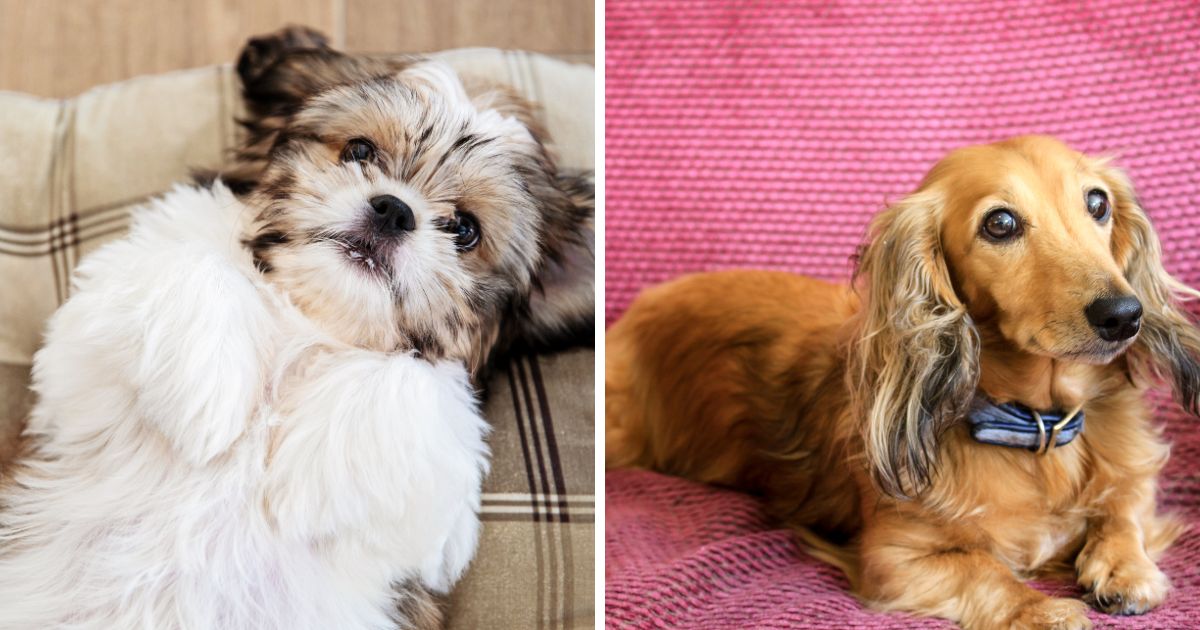 Cost and Breeding - Shih Tzu Dachshund Mix