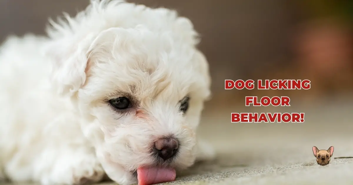Cracking the Code: Understanding Your Dog Licking Floor Behavior! With 8 Important Reasons