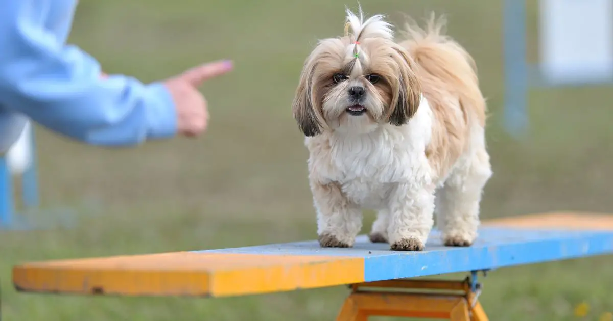 Diet and Exercise - Shih Tzu Weight