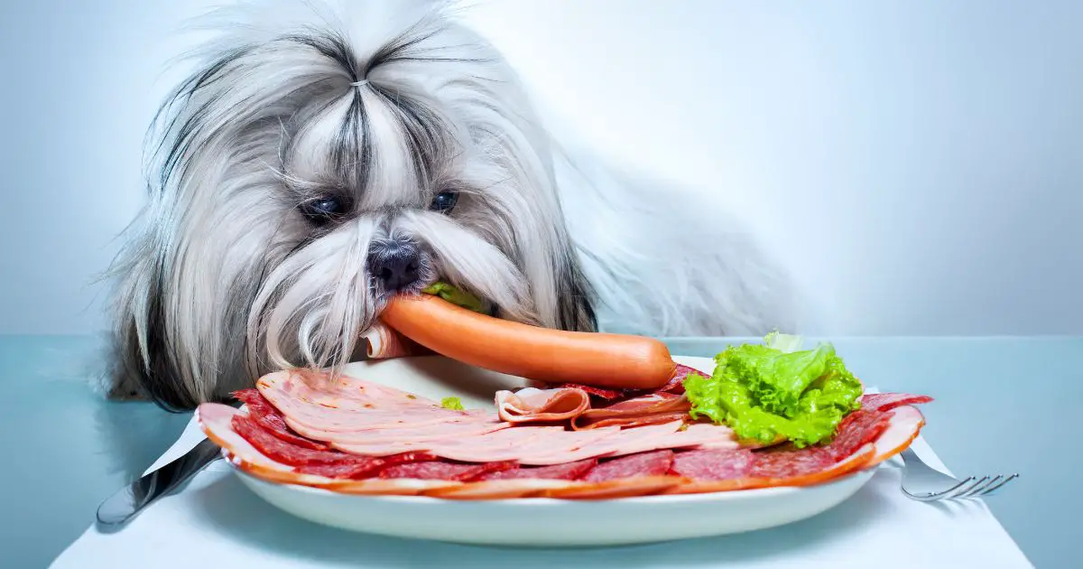 Diet and Nutrition - Shih Tzu Health Issues