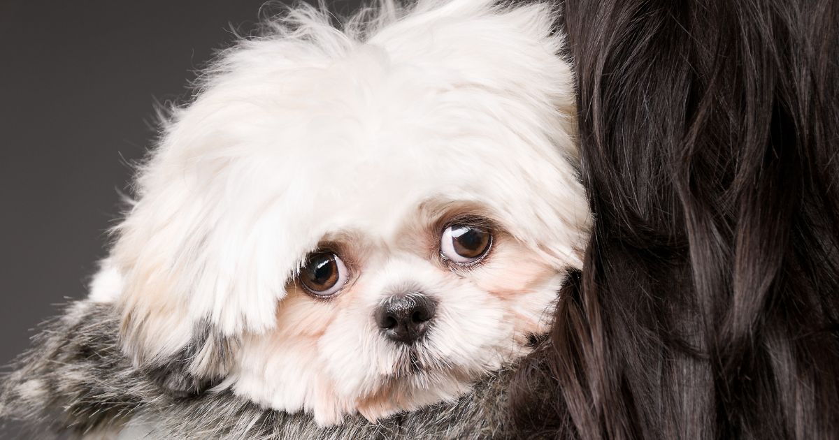 Diet and Nutrition - Shih Tzu Toy Poodle Mix