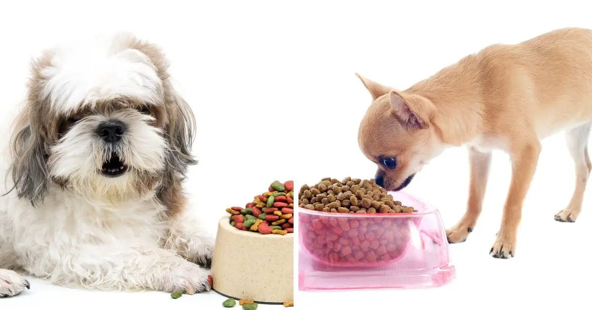 Diet and Nutrition - Shih Tzu and Chihuahua Mix