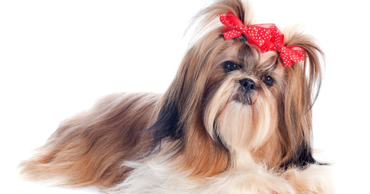 Different Shih Tzu Haircut Styles - Shih Tzu Haircut