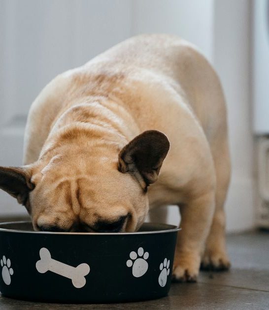 Do French Bulldogs Need Special Bowls? – Best 10 Food Bowls