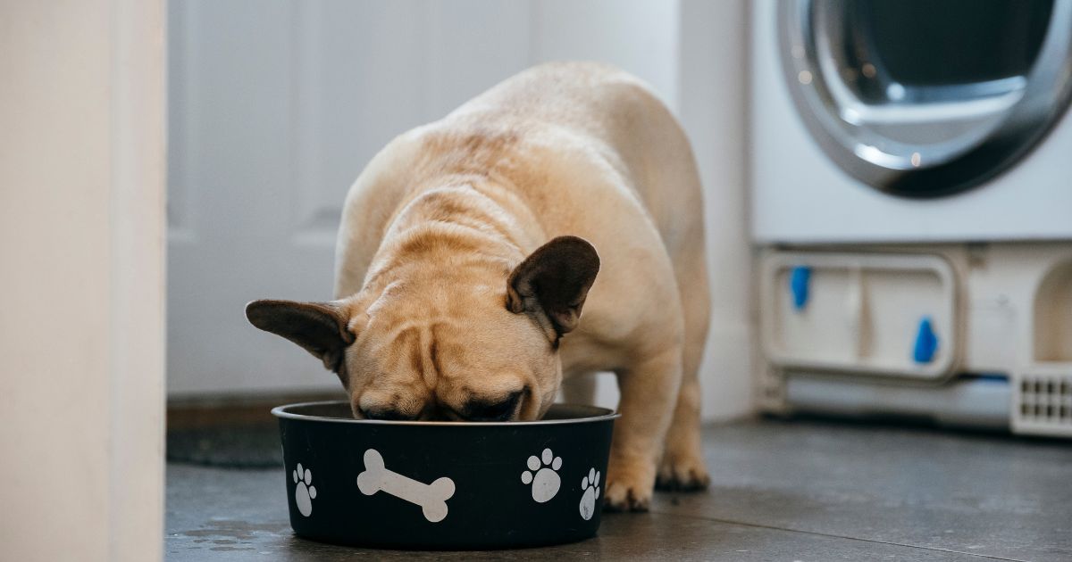 Do French Bulldogs Need Special Bowls? – Best 10 Food Bowls