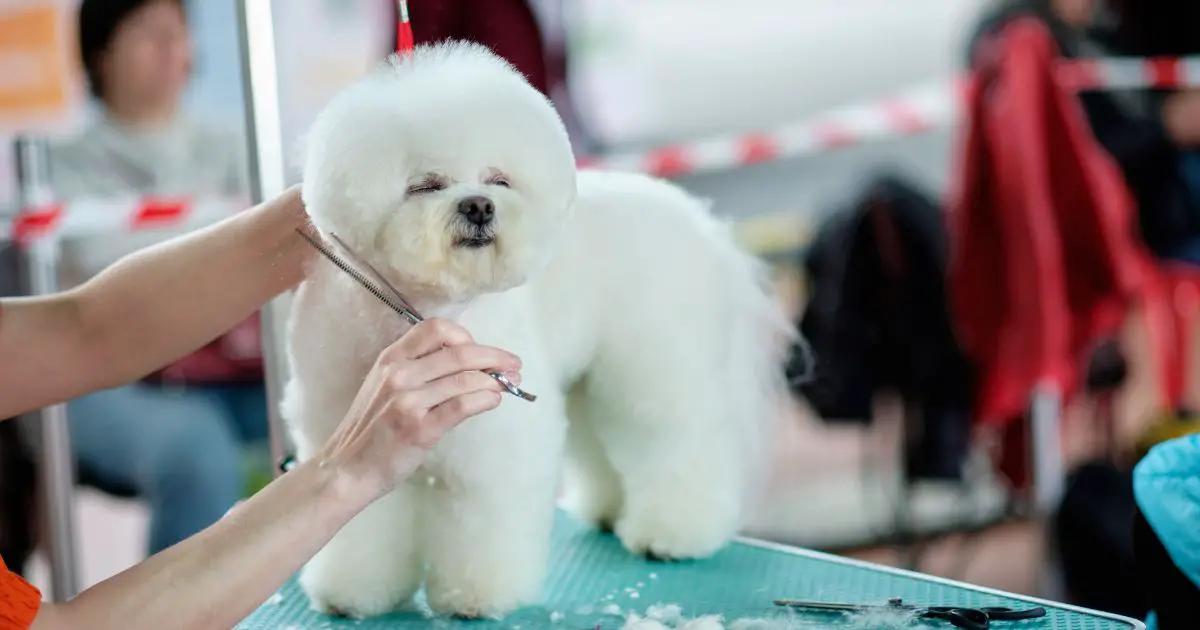 Does Bichon Frise Require a Lot of Grooming? Best Guide