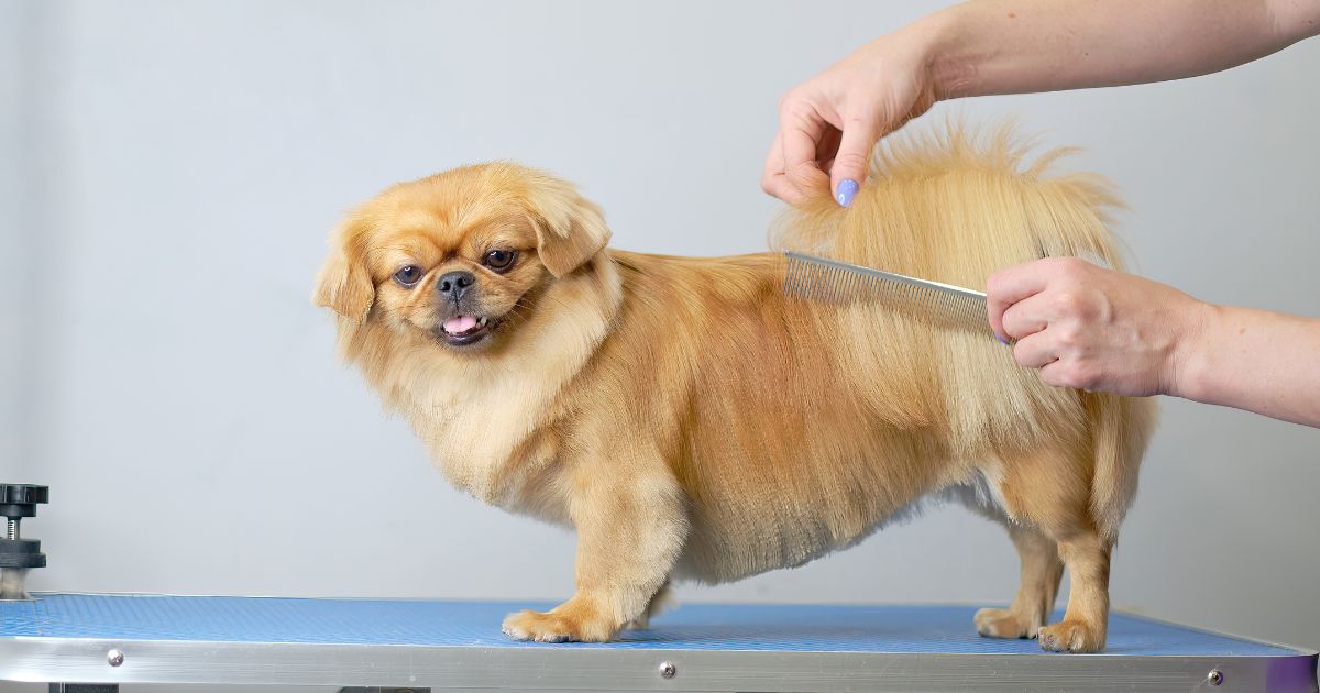 Essentials of Shih Tzu Grooming - Shih Tzu Haircut