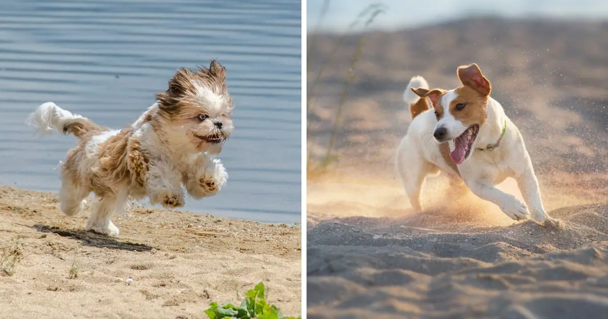 Exercise and Energy Levels - Shih Tzu Jack Russell Mix