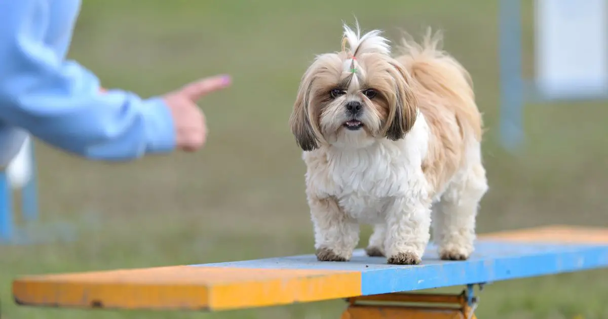 Exercise and Training Needs - Shih Tzu Health Issues