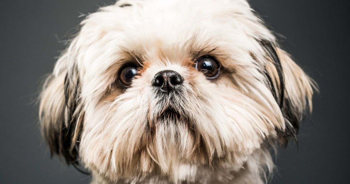 Eye Conditions - Shih Tzu Health Issues