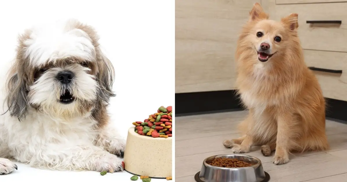 Feeding Guidelines for Puppies and Adults - Shih Tzu Pomeranian Mix