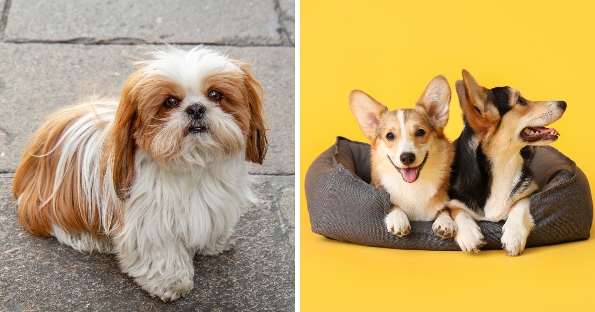 Finding a Shih Tzu Corgi Mix - Shih Tzu Corgi Mix