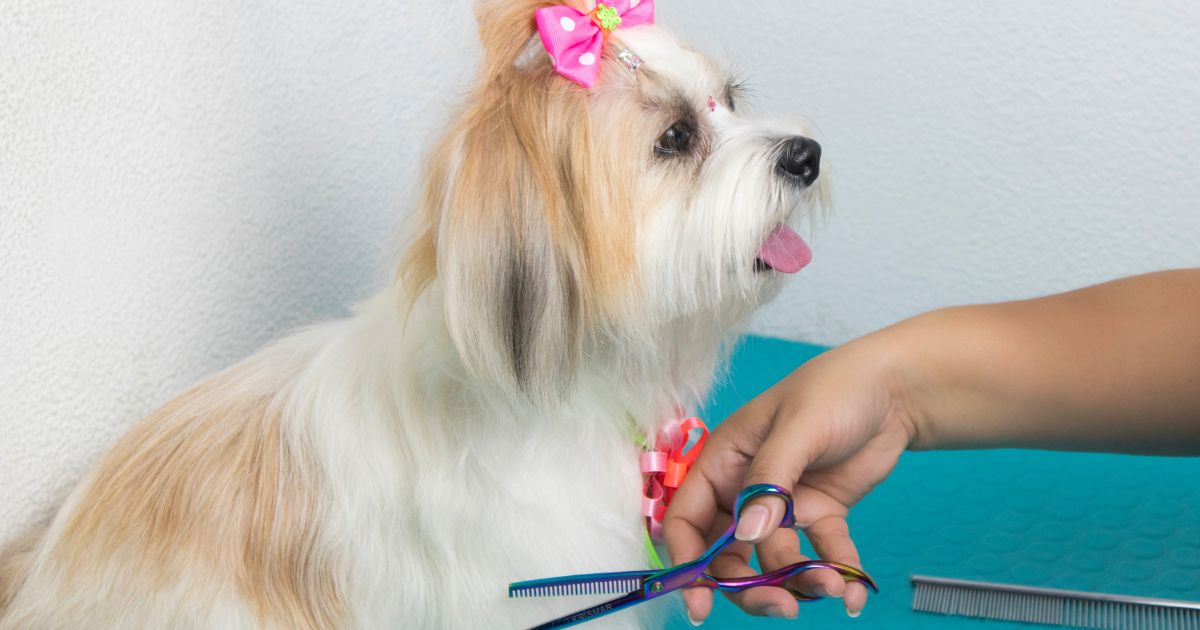 Grooming Basics for Shih Tzu - Shih Tzu Hair Styles