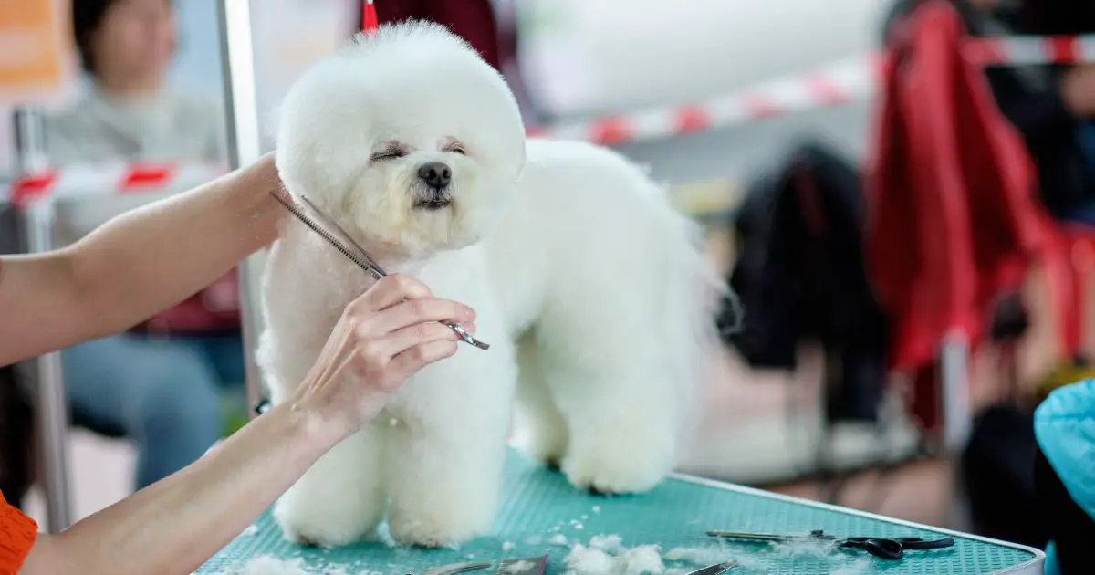 Grooming Bichon Face: Best Tips and Techniques