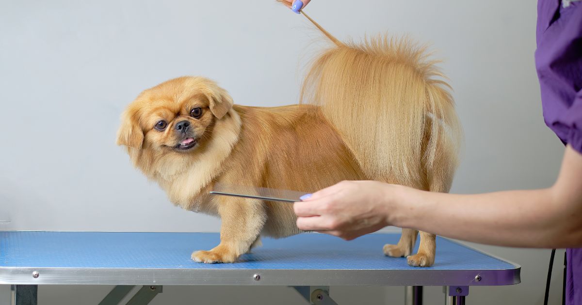 Grooming Needs - Shih Tzu Weight