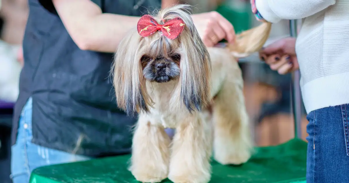 Grooming and Care Based on Color - Shih Tzu Colors