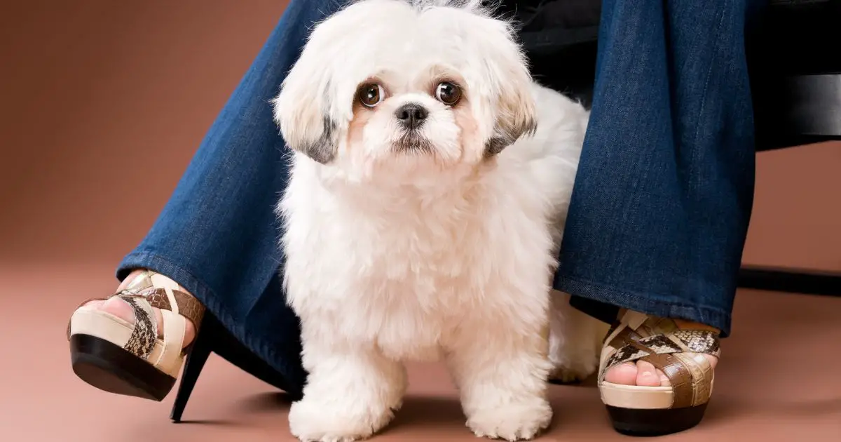 Grooming and Care - Shih Tzu Toy Poodle Mix