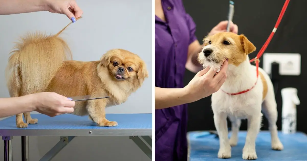 Grooming and Maintenance - Shih Tzu Jack Russell Mix