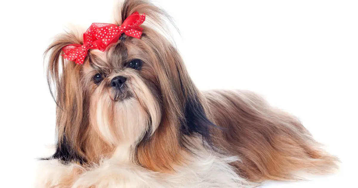 Grooming for Show Dogs - Shih Tzu Grooming Styles