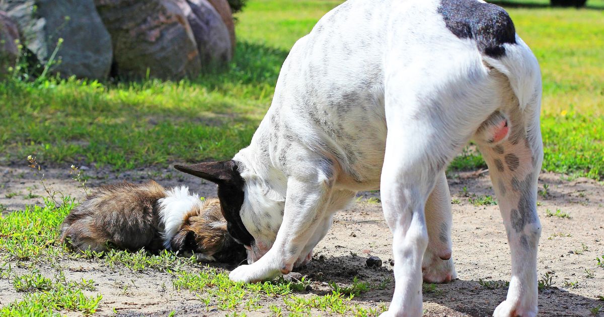 Health Concerns - Shih Tzu Bulldog Mix