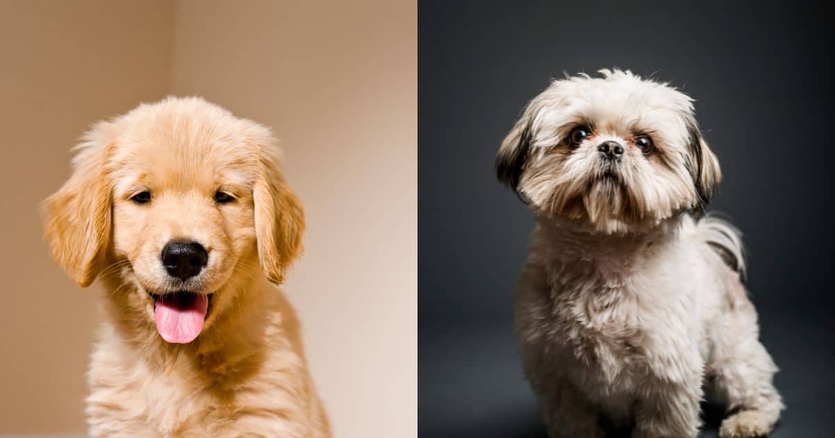 Health - Shih Tzu Golden Retriever Mix