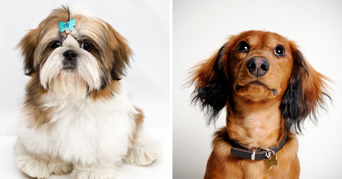 Health and Lifespan - Shih Tzu Dachshund Mix