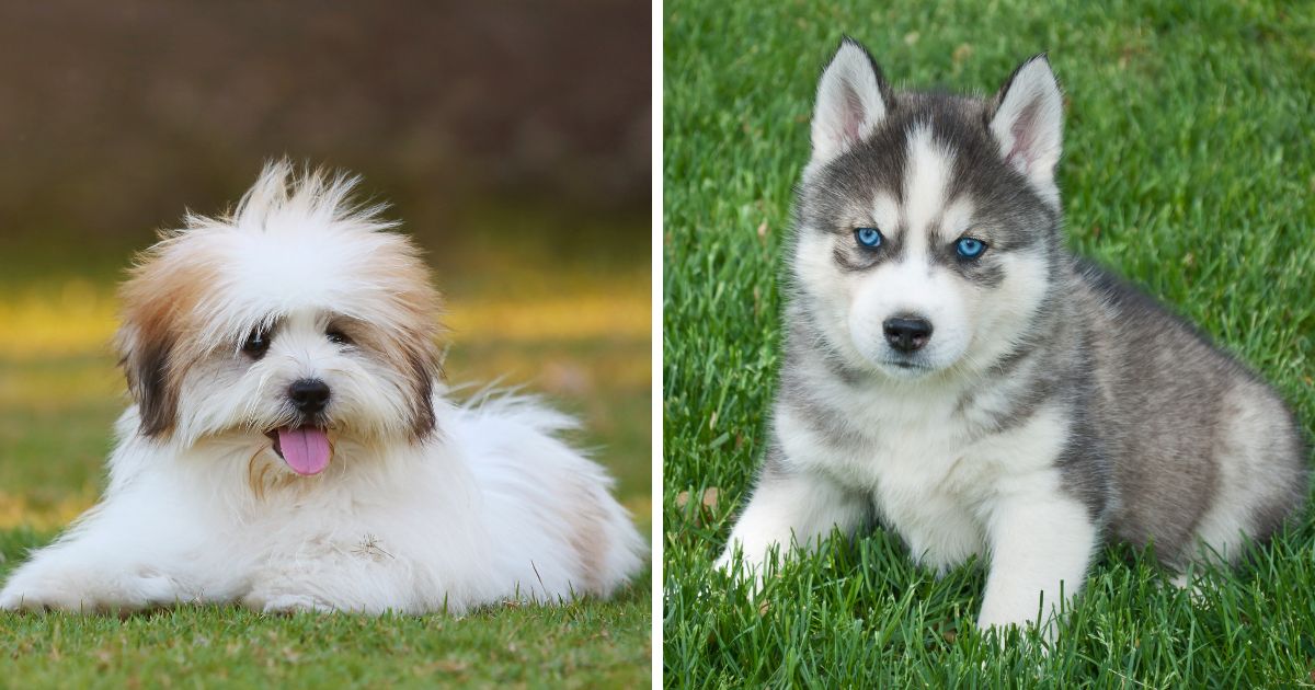 Health and Lifespan - Shih Tzu Husky Mix