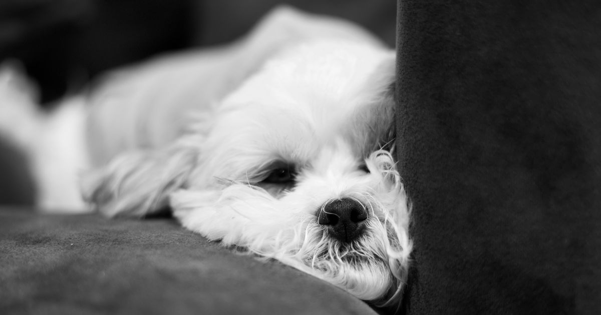 Health and Lifespan of Shih Tzu and Bichon Mix