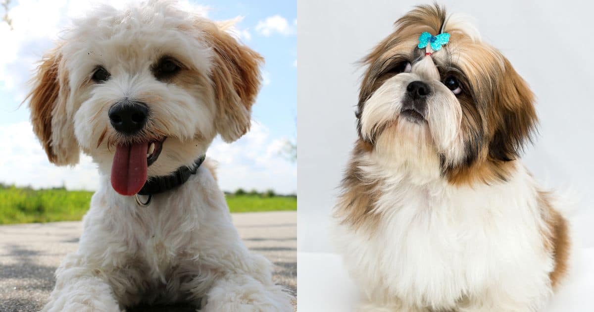 History - Shih Tzu vs Havanese