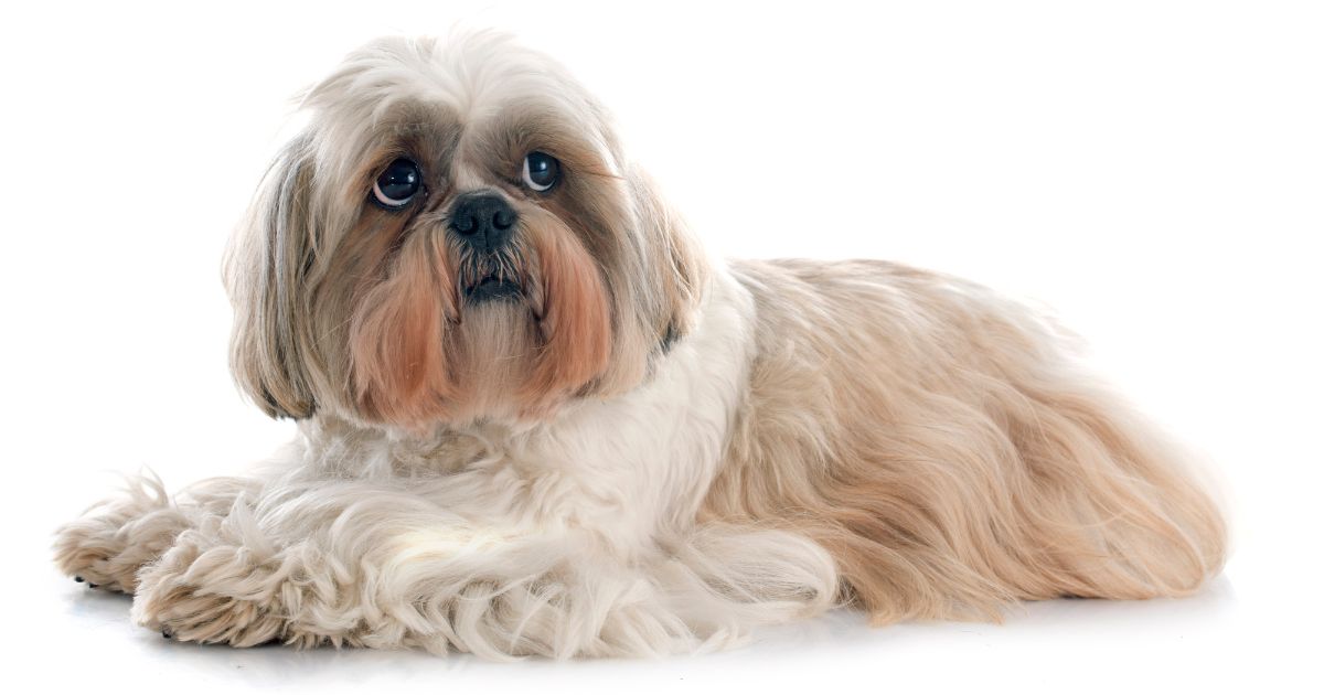 History and Ancestry - Shih Tzu Full Grown