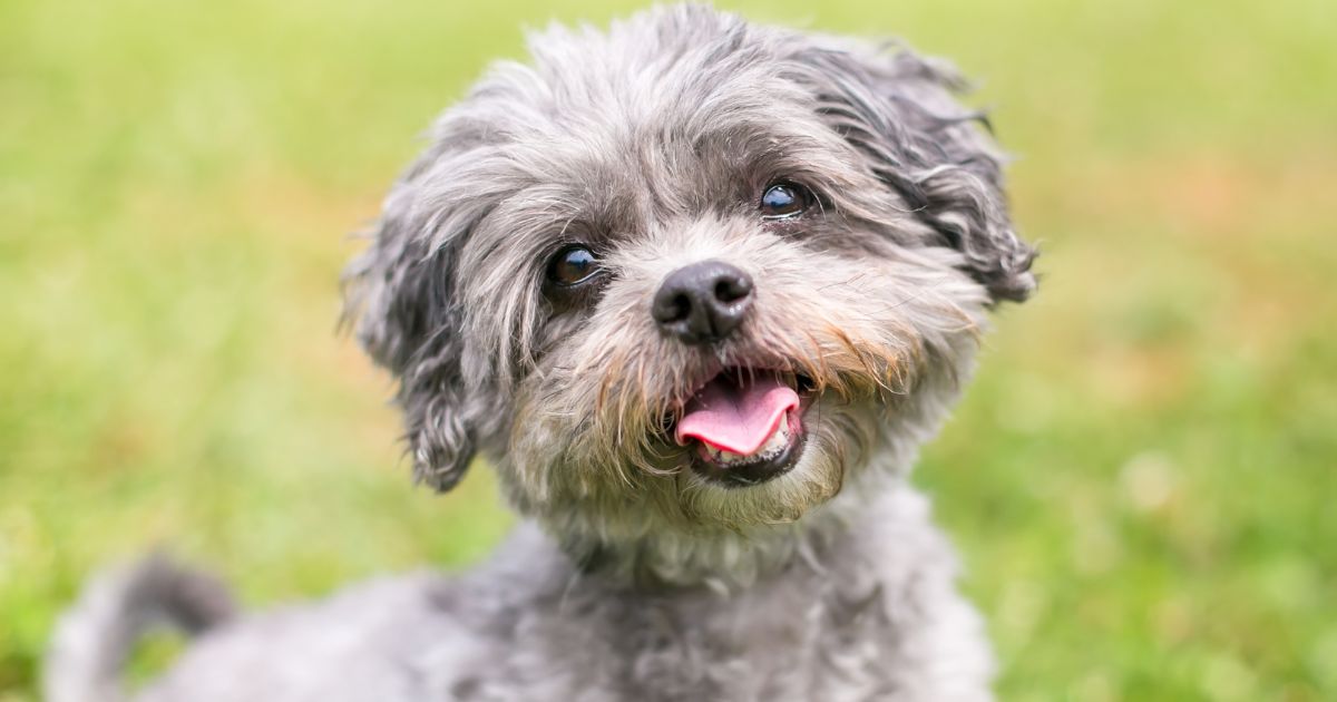 History of Shih Tzu Toy Poodle Mix