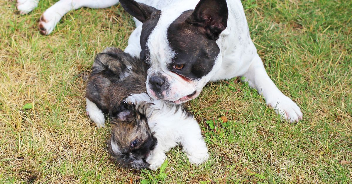 History of the Breed - Shih Tzu Bulldog Mix