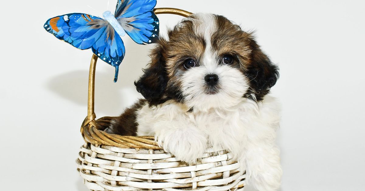 Initial Cost of Shih Tzu Puppies - Shih Tzu cost