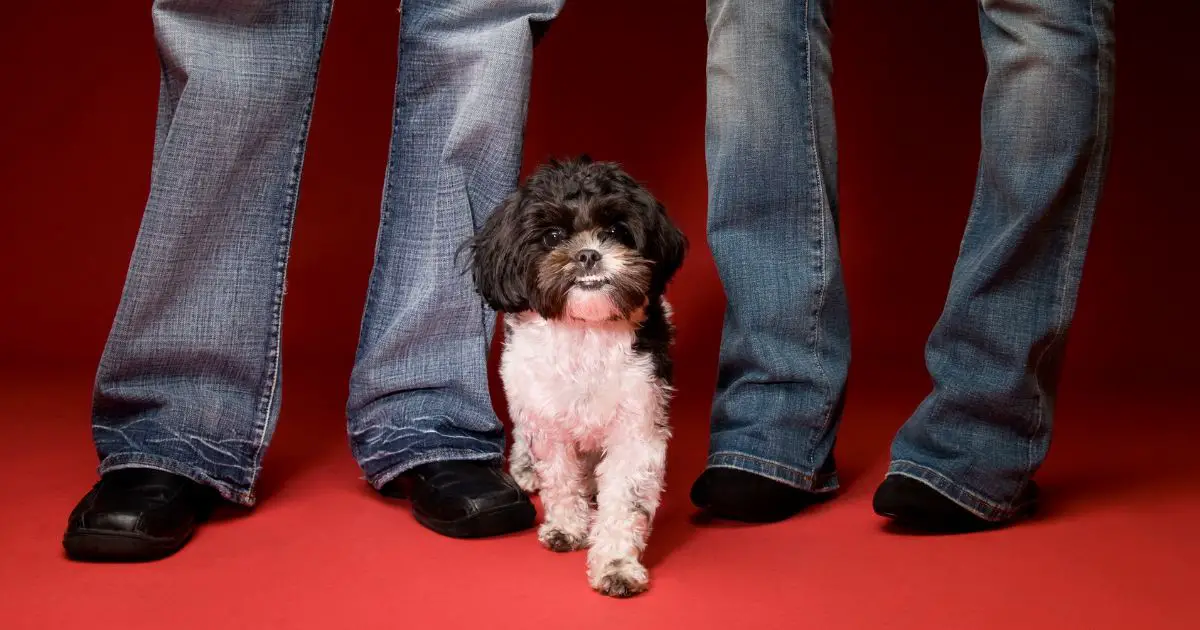 Living Conditions - Shih Tzu Toy Poodle Mix