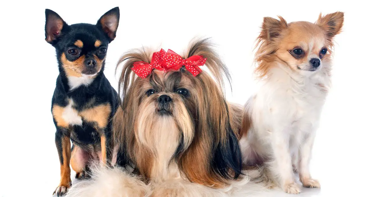 Living with a Shih Tzu and Chihuahua Mix