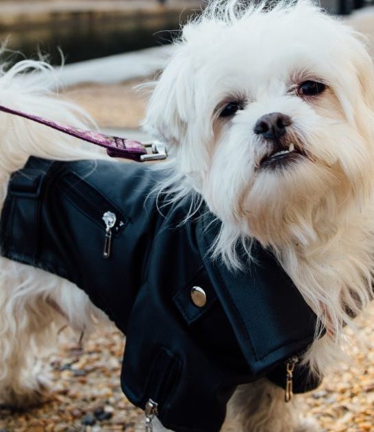 Maltese with Shih Tzu: A Comprehensive Guide to This Adorable Hybrid Breed