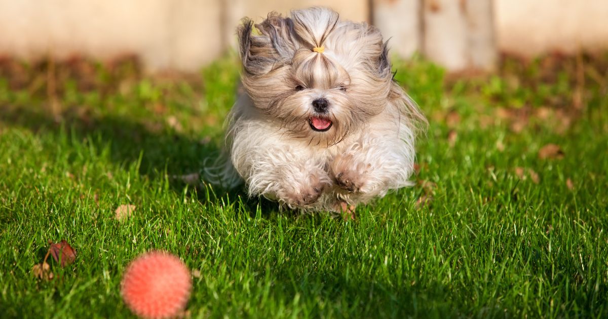 Mental Stimulation for Shih Tzus - Are Shih Tzus Smart