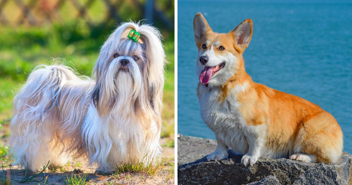 Origins and History - Shih Tzu Corgi Mix