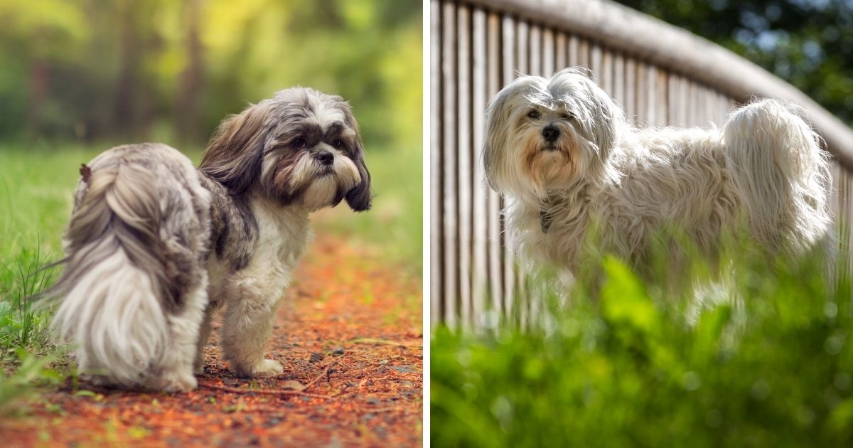 Origins and History - Shih Tzu Havanese Mix