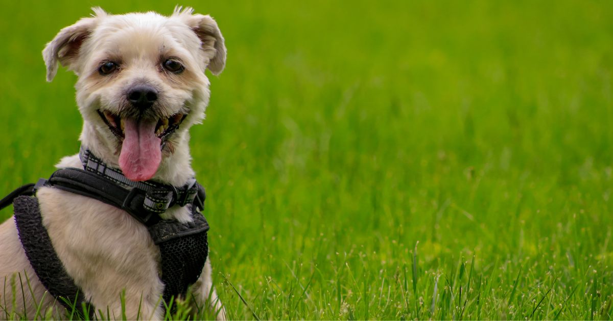 Origins and Recognition - Shih Tzu and Yorkie Mix